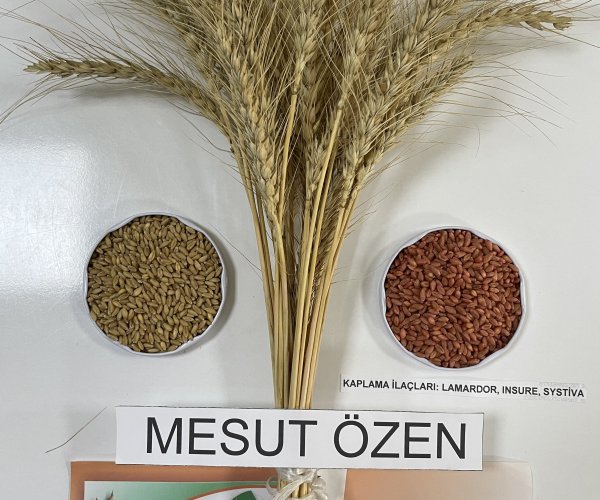 Mesutözen